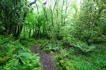 refreshing spring forest and fine path
