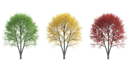 Three trees showing seasonal changes