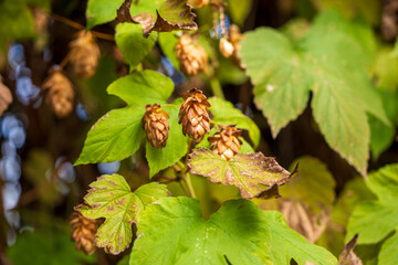 Close-up of hop plant with cones and green leaves in autumn. Humulus lupulus used in brewing, herbal medicine, and as a decorative climbing plant.