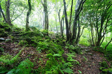 old path through mossy rocks