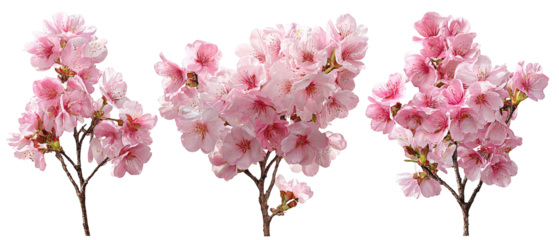 A vibrant arrangement of delicate pink cherry blossoms showcasing their intricate petals and branches, set against a neutral background, ideal for nature-themed designs and decorations