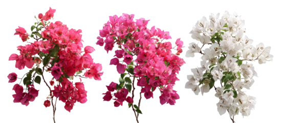 A vibrant display of bougainvillea flowers in shades of pink and white, showcasing their lush foliage against a neutral background, perfect for floral-themed projects or decorations