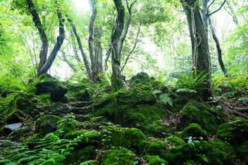 old path through mossy rocks