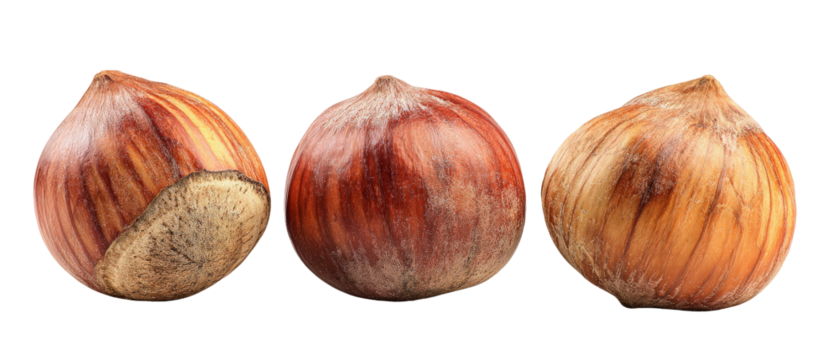 Three perfectly arranged hazelnuts showcasing their rich brown shells and natural textures, set against a clean white background, ideal for culinary or nutritional contexts