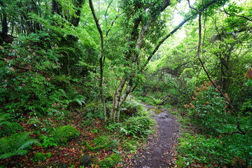 Fototapeta premium refreshing spring forest and fine path