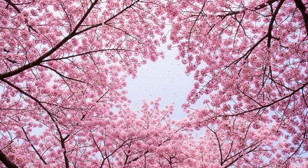A canopy of delicate pink cherry blossoms frames a bright sky, creating a beautiful natural archway during springtime