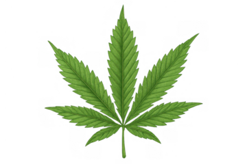 Green cannabis sativa plant leaf showcasing marijuana, cbd, and medicinal botanical properties on a transparent background