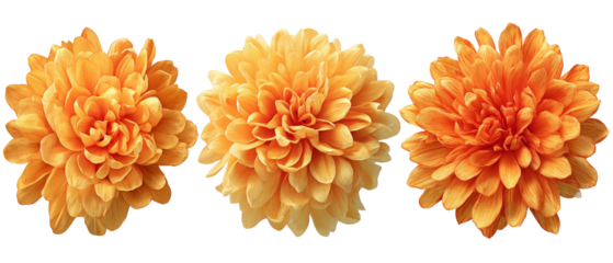 Three vibrant orange flowers arranged closely, showcasing detailed petals and textures against a transparent background, ideal for floral design projects or nature-themed graphics