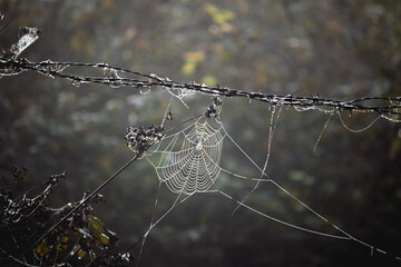 Dew drops on spider web. Animals hunting methods idea concept. Early foggy morning. Spider webs are nature's works of art. 