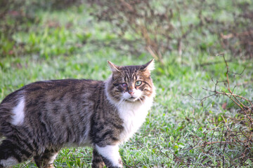 A stray cat with one eye diseased or blind. Tabby cat on green natural background. Concept of sick or needy animal. 