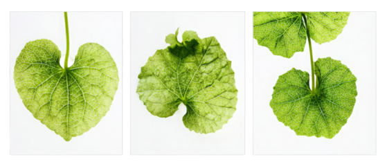 A close-up view of three distinct green leaves showcasing their unique shapes and textures against a white background, highlighting the beauty of nature for educational purposes