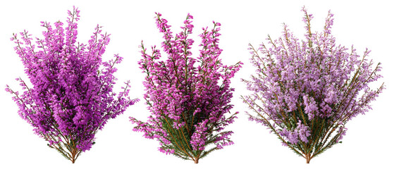 A vibrant display of three distinct bunches of purple heather flowers arranged artistically, showcasing their rich colors and textures against a transparent background, ideal for floral designs