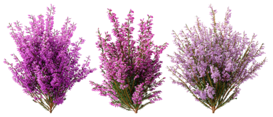 A vibrant display of three distinct bunches of purple heather flowers arranged artistically, showcasing their rich colors and textures against a transparent background, ideal for floral designs