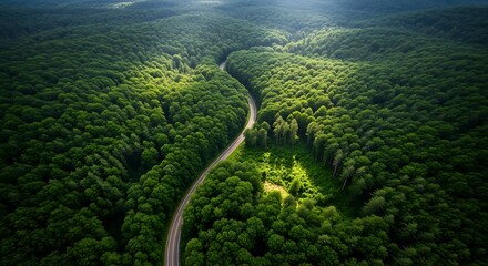 Winding road through lush green forest aerial view