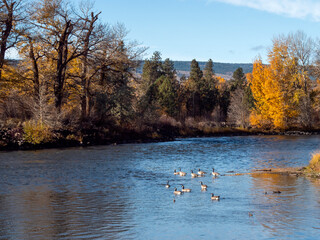 Geese swimming on Yakima River on autumn day