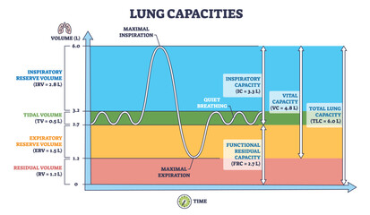 Lung capacities diagram outline visualizes breathing volumes over time, graph, volume scale, waveform show tidal, vital and total measures. Outline diagram