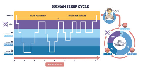 Human sleep cycle overview showing stages N1 N3 and REM across hours, timeline graph, circular chart, and sleeper icon clarify phase flow and duration. Outline diagram