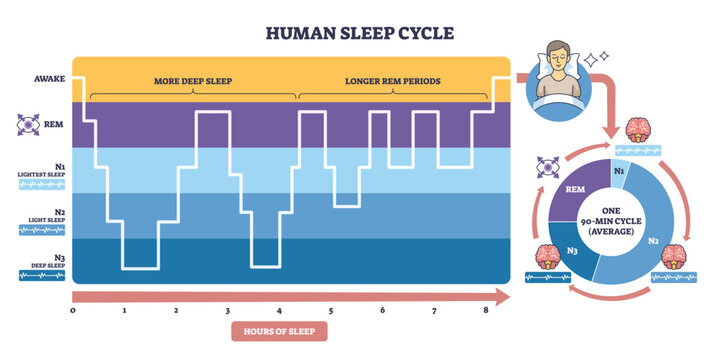Human sleep cycle overview showing stages N1 N3 and REM across hours, timeline graph, circular chart, and sleeper icon clarify phase flow and duration. Outline diagram