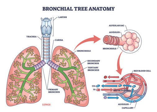 Bronchial tree anatomy maps airways from trachea and bronchi to bronchioles and alveoli, explaining lung gas exchange, key objects, lungs, bronchi, alveoli. Outline diagram