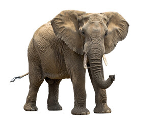 Obraz premium Elefant isoliert auf weißem Hintergrund, Freisteller, , Wildtier, transparent