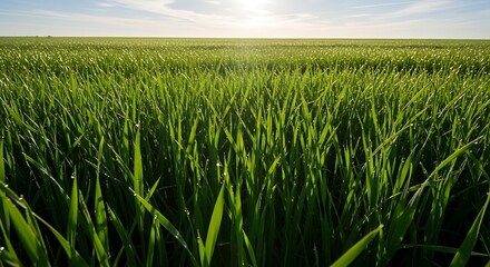 Obraz premium Rural landscape featuring lush green grass and soft, undulating hills under a bright, sunny summer sky