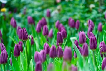 Purple tulips close up in the garden.  spring time