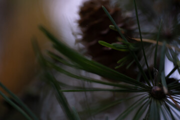 Close-up of pine needles and cone with soft focus, blurry background