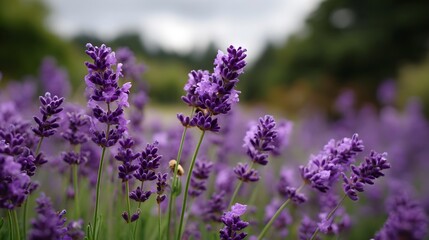 Fototapeta premium Close up of vibrant purple lavender flowers blooming in a tranquil field under an overcast sky