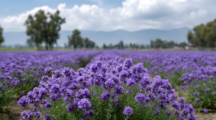 Obraz premium Vast purple lavender field in full bloom with bees under a cloudy sky evoking tranquility and natural beauty