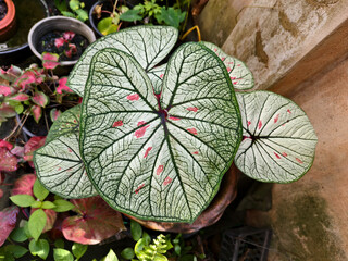 Caladium Bicolor 'White Christmas' foliage, a cluster of heart-shaped leaves isolated on white. High-quality ornamental plant for design cutout and home decor.