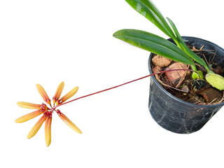 Star-shaped yellow-orange Bulbophyllum Orchid on a long red stem in a black nursery pot, isolated on white background. Tropical flowering epiphyte plant for gardening.