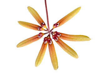 Yellow-Orange Star Orchid Flower of Bulbophyllum Species Isolated on White. Macro close-up of a unique tropical orchid bloom with distinct petals and deep red column, showcasing botanical rarity.