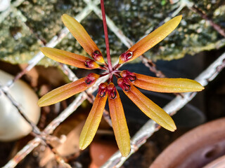 Close-up of a star-shaped yellow-orange Bulbophyllum Orchid bloom on a red stem, photographed from above against a blurred, rustic metal grid background in a tropical nursery setting.