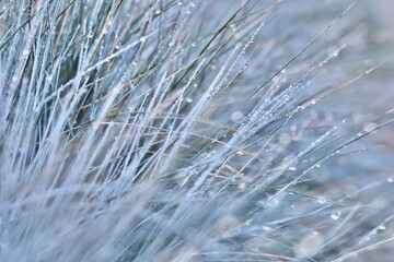 Close-up macro of blue-green grass blades lightly coated with hoarfrost and small ice crystals, conveying a cool, wintery or early morning atmosphere.