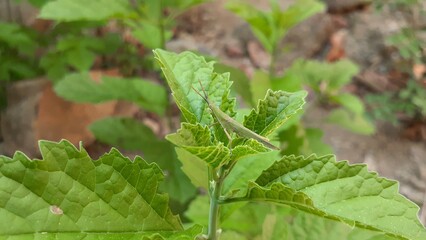 A grasshopper on a Kejibeling (Strobilanthes crispus) plant in the garden. Also known as Kecibeling. Used as a herbal medicine for diabetes.
