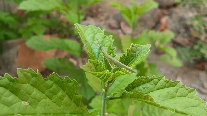A grasshopper on a Kejibeling (Strobilanthes crispus) plant in the garden. Also known as Kecibeling. Used as a herbal medicine for diabetes.