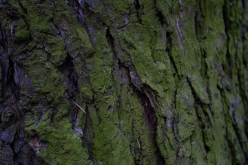 Tree bark covered with green moss in natural outdoor environment
