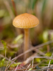 A mushroom is sitting on the ground
