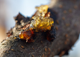 A tree branch with a yellow substance on it