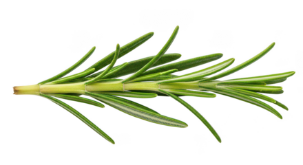Fresh Rosemary Sprig Isolated On Black Background