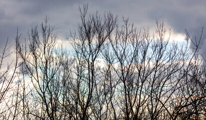 A tree with no leaves is in the foreground