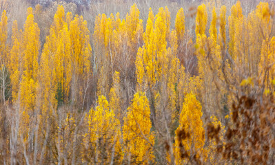 A field of trees with yellow leaves