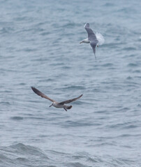 Two seagulls flying over the ocean