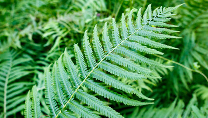 A green leafy plant with a large leaf