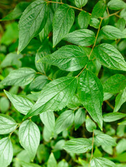 A leafy green plant with a leafy green stem