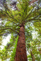 A large tree with green leaves and brown bark