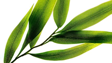 Fresh green bamboo leaves on a branch isolated on white background in macro view