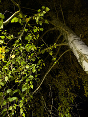 Fototapeta premium A tree with green leaves is in the foreground