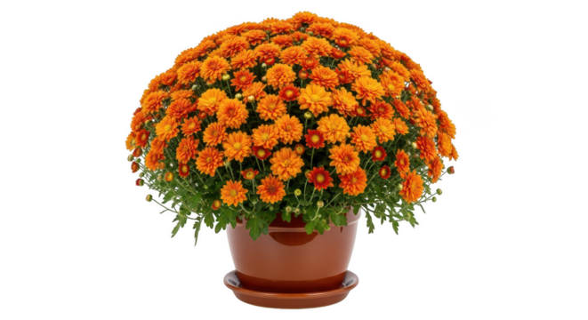 Vibrant Orange Chrysanthemum Plant In Brown Pot On Black
