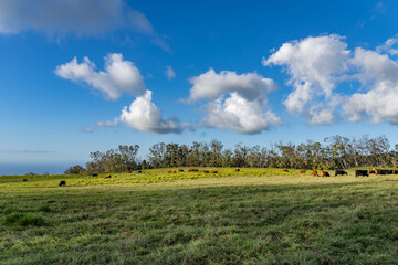 Obraz premium cows in the pasture. Hawaii Route 377. Haleakalā Highway Cultural Landscape. Upcountry Maui. 
